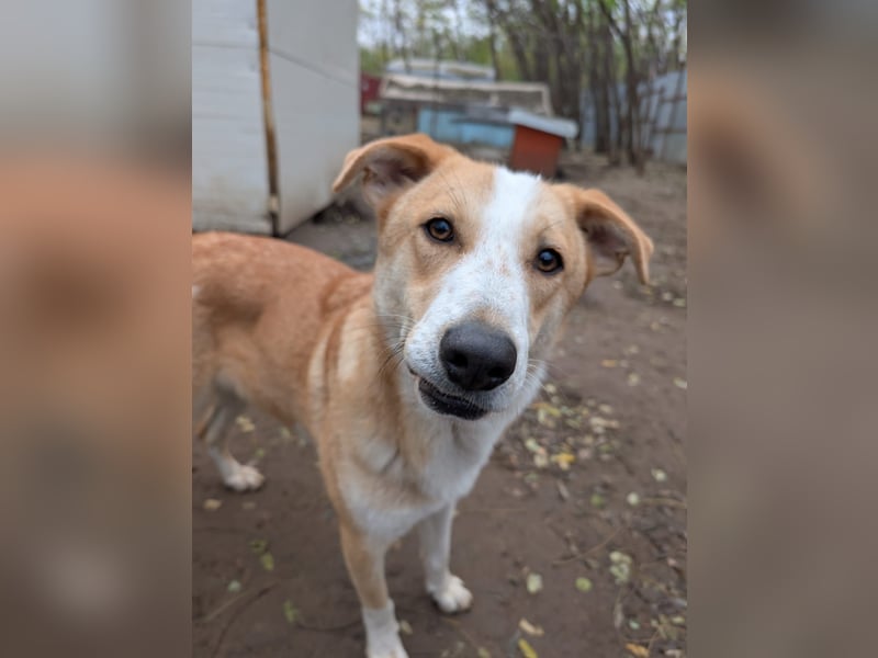 Matteo, Rüde, *ca. 09.10.2024, SH ca. 55-60 cm, freundlich, verschmust, unsicher, schreckhaft