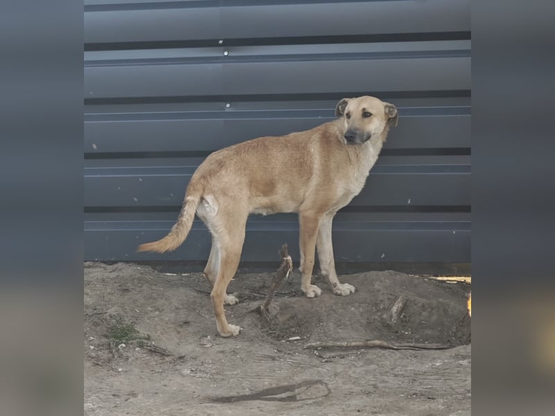 Malu, Hündin, *ca. 21.07.2023, ca. mittelgroß, vorsichtig, zurückhaltend, liebevoll, sanft, liebt St