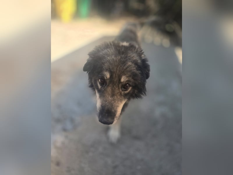 Dragos, Rüde, *ca. 15.9.2014, ca. mittelgroß, liebt Menschen, verspielt, dominant