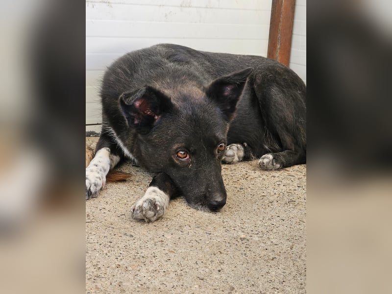 Melody, 6jährigen Hundedame, ca. mittelgroß, schüchtern, neugierig, lieb, sozial