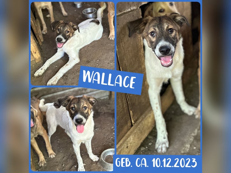 Wallace, 1 1/3-jähriger Rüde, SH ca. mittelgroß, freundlich, sozial, verspielt, neugierig