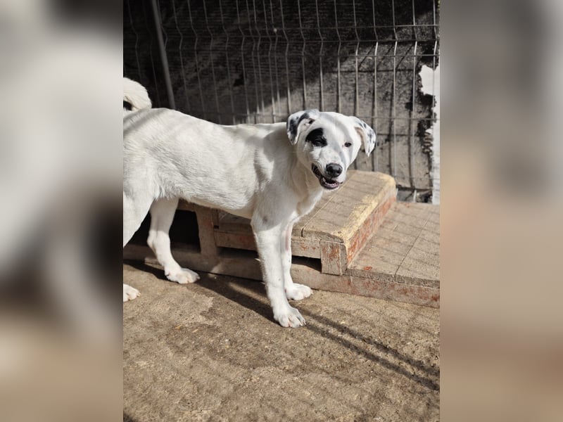 Tofu, Rüde, *ca. 10.09.2025, SH ca. kniehoch bis mittelgroß werdend, menschenbezogen, neugierig, lie