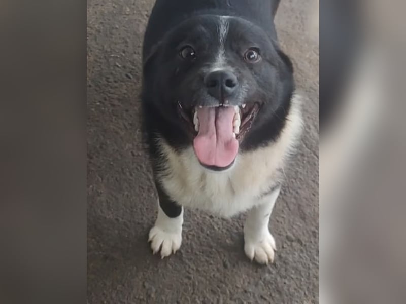 Kiano, Rüde, 2 1/2 -jähriger Rüde,  25.09.2022 geb.- mittelgroß, freundlich und sozial