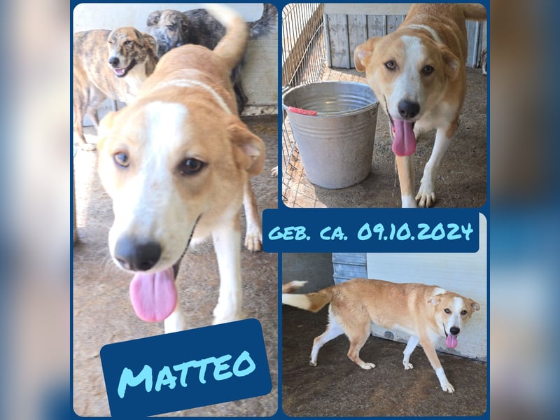 Matteo, Rüde, *ca. 09.10.2024, SH ca. 55-60 cm, freundlich, verschmust, unsicher, schreckhaft