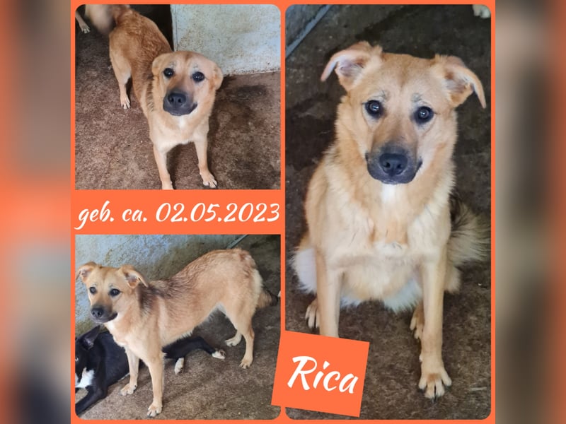 Rica, bald 2 jähriges Mädel, SH ca. mittelgroß, freundlich, sozial, aufgeweckt, verschmust