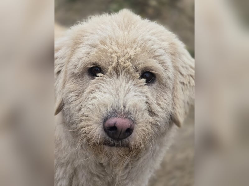 Bailey, Hündin, *ca. 04.03.2020, ca. mittelgroß, vorsichtig, spielt gerne, sozial, freundlich, sanft