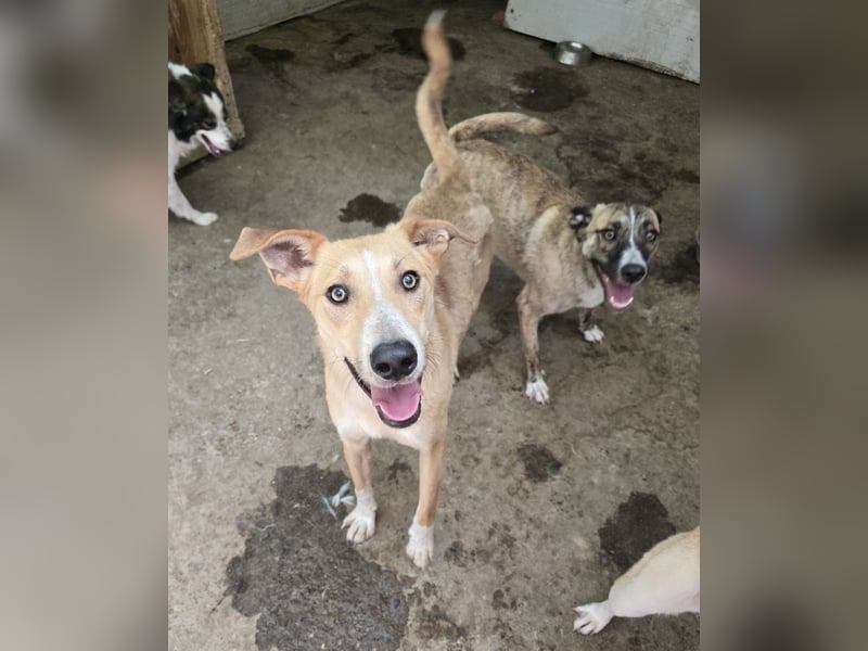 Dalton, ca, 2 ¼ jähriger Bub, SH ca. mittelgroß, freundlich, verspielt, sozial, verschmust