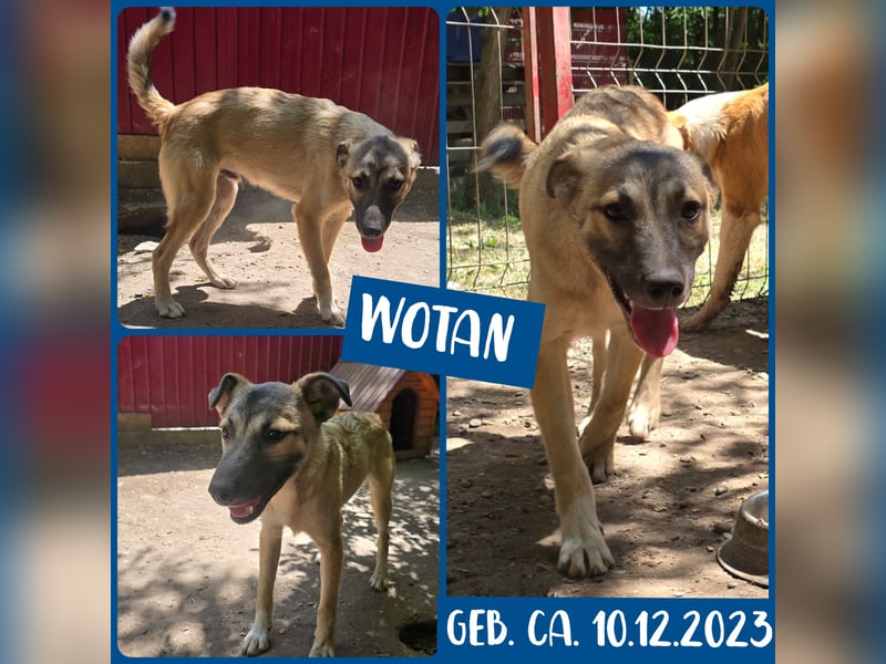 WOTAN , 1 1/3 jähriger Bub, mittelgroß, fröhlich, aufgeschlossen Junghund typisch verspielt