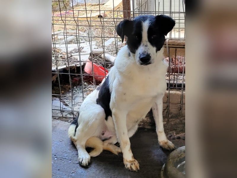 Paula, Hündin, *ca. 20.03.2020, ca. mittelgroß, sanft, schüchtern, sozial, vorsichtig