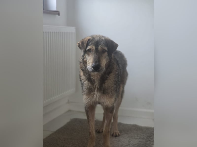 Werner, Rüde, *ca. 15.09.2023, ca. mittelgroß, ängstlich, vorsichtig, sensibel, unsicher