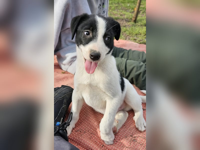 Inger, Rüde, *ca. 22.01.2025, ca. mittelgroß, aufmerksam, fröhlich, ausgeglichen