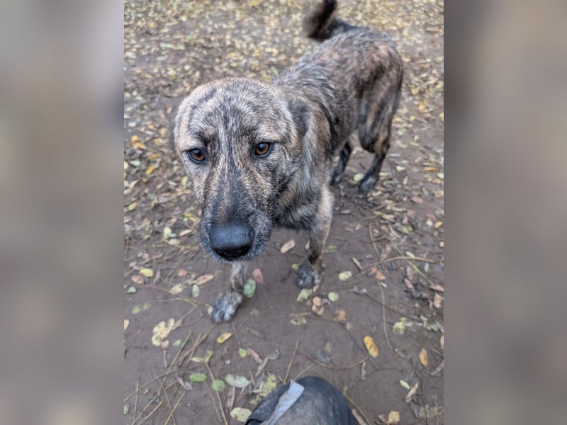 Michel, Rüde, *ca. 09.10.2024, SH ca. 55 -60 cm, neugierig, vorsichtig, schreckhaft, lieb