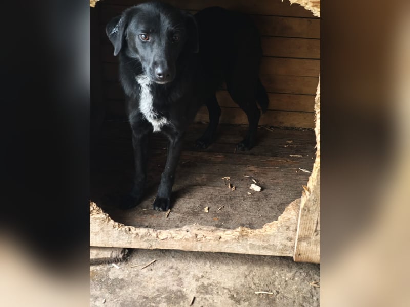 Isleen, Hündin, *ca. 14.06.2024, ca. mittelgroß, freundlich, verschmust, zurückhaltend