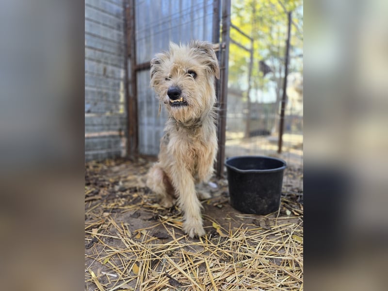 Toothy, Rüde, *ca. 01.11.2015, ca. kniehoch bis mittelgroß, Handicap, sanft, dankbar, fast blind