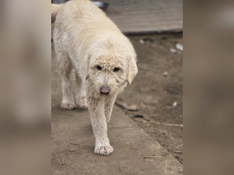 Bailey, Hündin, *ca. 04.03.2020, ca. mittelgroß, vorsichtig, spielt gerne, sozial, freundlich, sanft