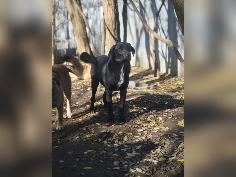 Ivan, Rüde,*ca. 14.06.2024, ca. mittelgroß, freundlich, zurückhaltend, ausgeglichen