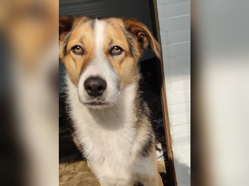 I L J A , 3-jähriger Junge, SH ca. mittelgroß, zurückhaltend, neugierig, sanft, sozial