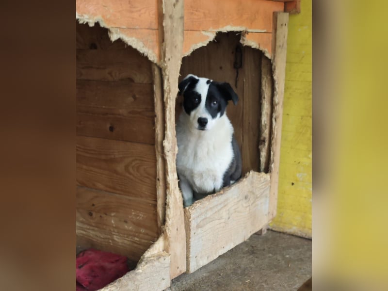 Tutu, Hündin, *ca. 10.09.2025, ca. kniehoch bis mittelgroß werdend, liebevoll, aufgeschlossen, freun