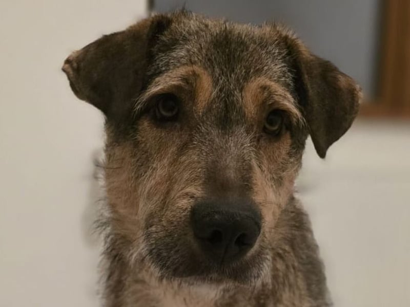 Werner, Rüde, *ca. 15.09.2023, ca. mittelgroß, ängstlich, vorsichtig, sensibel, unsicher