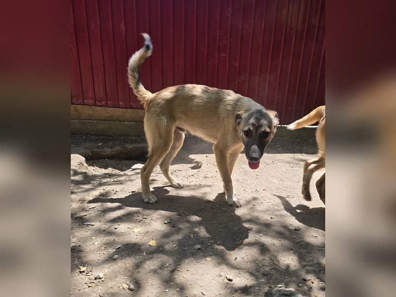 WOTAN , 1 1/3 jähriger Bub, mittelgroß, fröhlich, aufgeschlossen Junghund typisch verspielt