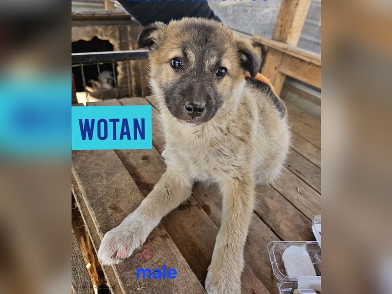 WOTAN , 1 1/3 jähriger Bub, mittelgroß, fröhlich, aufgeschlossen Junghund typisch verspielt