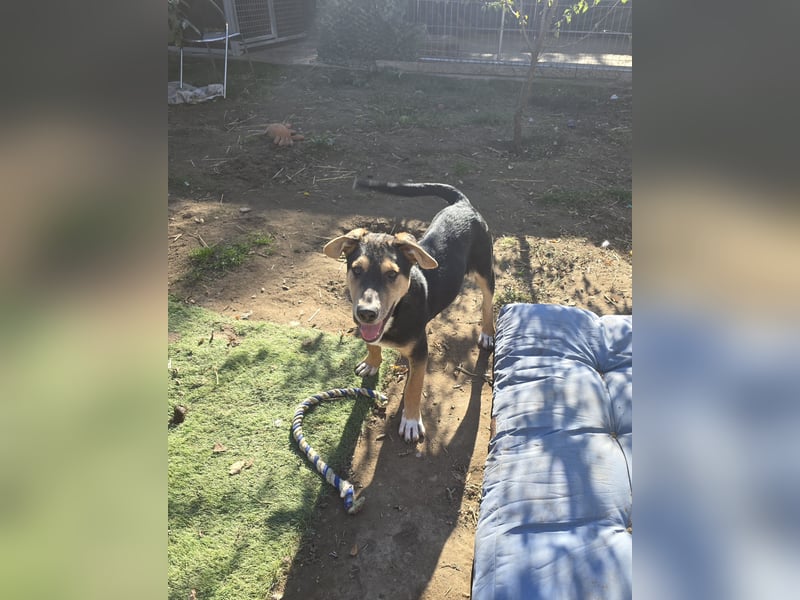 Umberto, Rüde, *ca. 25.05.2025, mittelgroß werdend, sanft, vorsichtig, interessiert