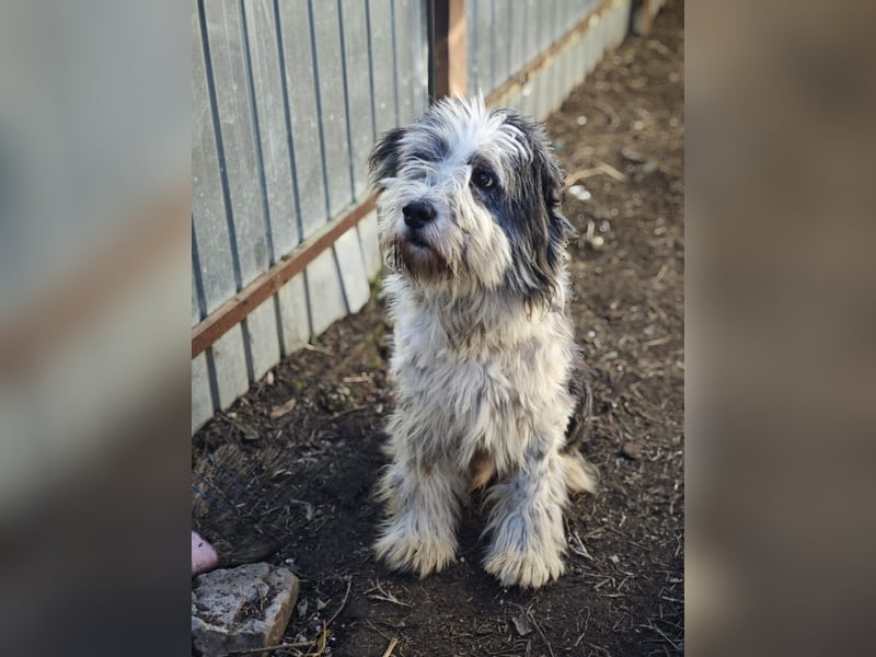 Benny, Rüde, *ca. 10.04.2018, ca. mittelgroß, aufmerksam, wachsam, sozial im Rudel