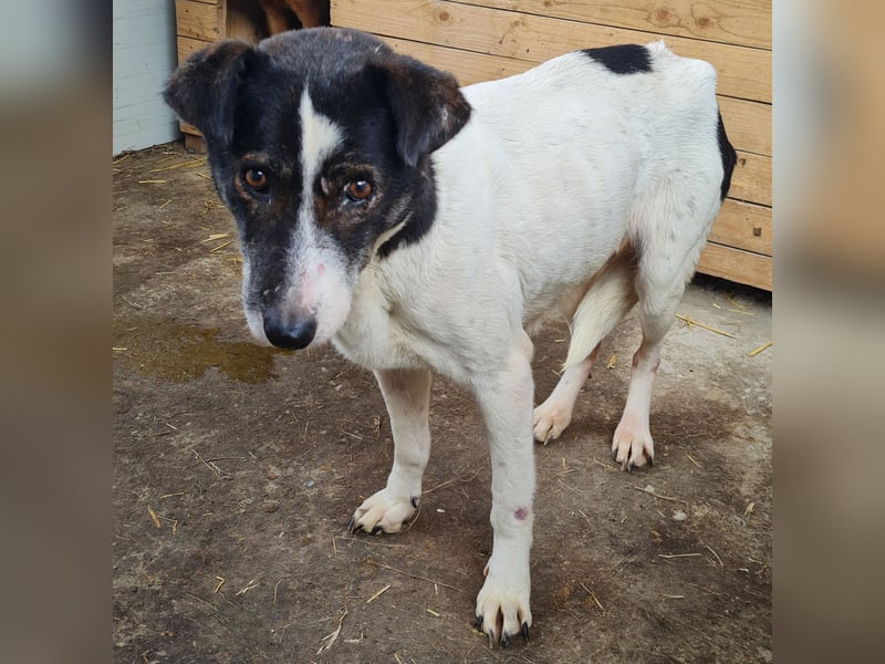 Maria , Hündin, *ca. 03.01.2014, SH mittelgroß, schüchtern, zurückhaltend, neugierig