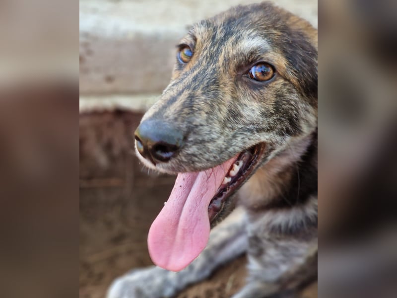 Anjo, 3Jahre 2 Monate alter Rüde, mittelgroß. freundlich, lustig, verspielt, aktiv