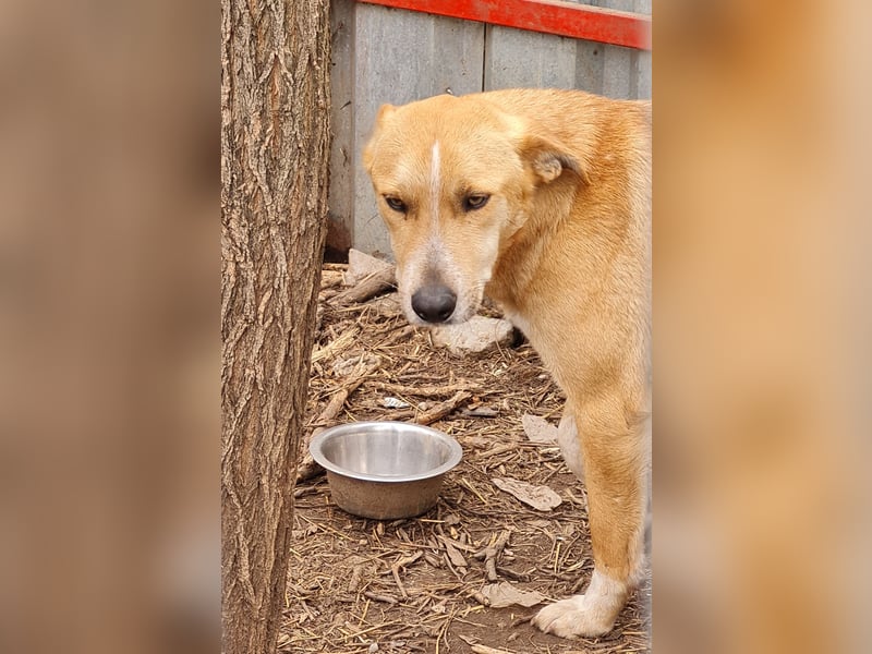 Dalton, ca, 2 ¼ jähriger Bub, SH ca. mittelgroß, freundlich, verspielt, sozial, verschmust