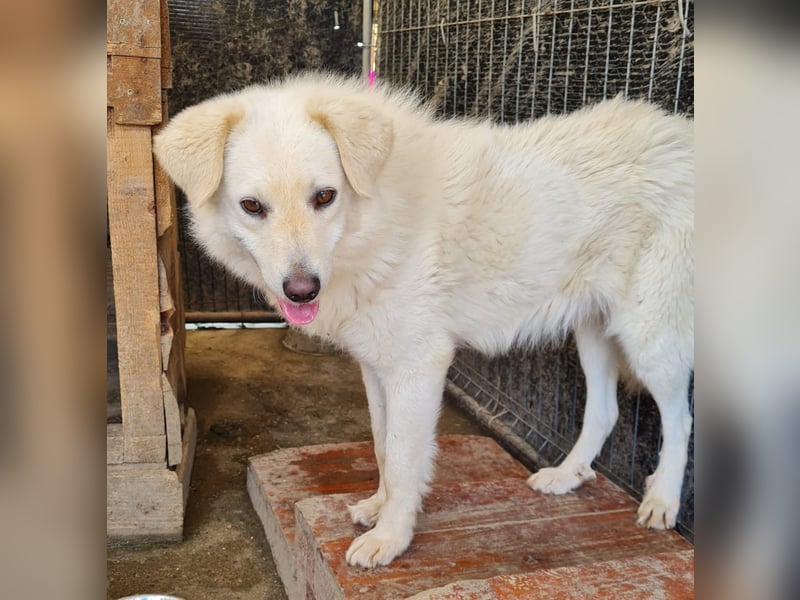 Basti, Rüde, *ca. 15.01.2023, ca. mittelgroß, lieb, freundlich, unsicher