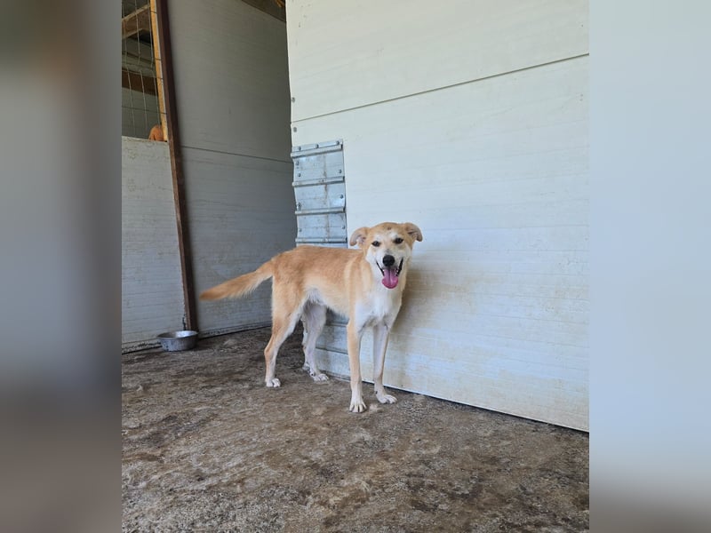 Andy, Rüde, *ca. 15.10.2024, ca. 55 cm, verschmust, aktiv, neugierig