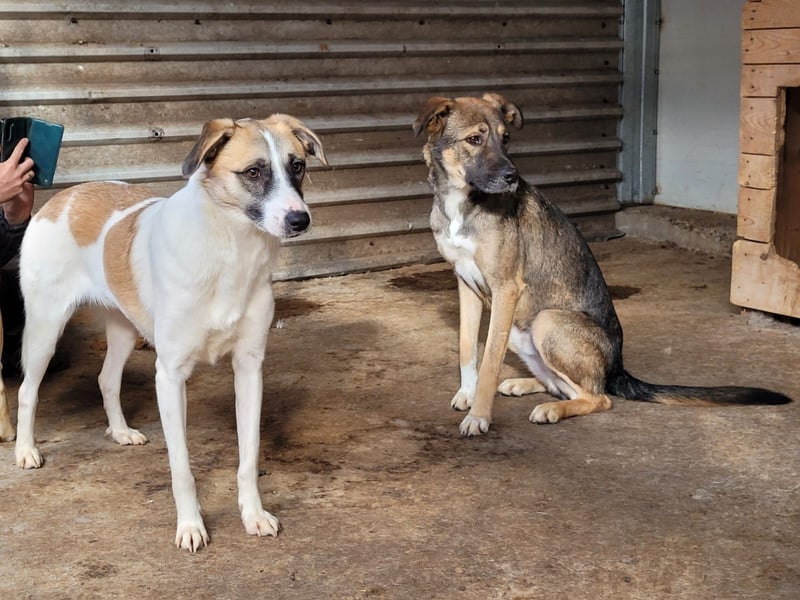 Marrone, 3 ½ jähriges Mädel, SH ca. 53 cm, freundlich, aufgeschlossen, verschmust, spielt gerne