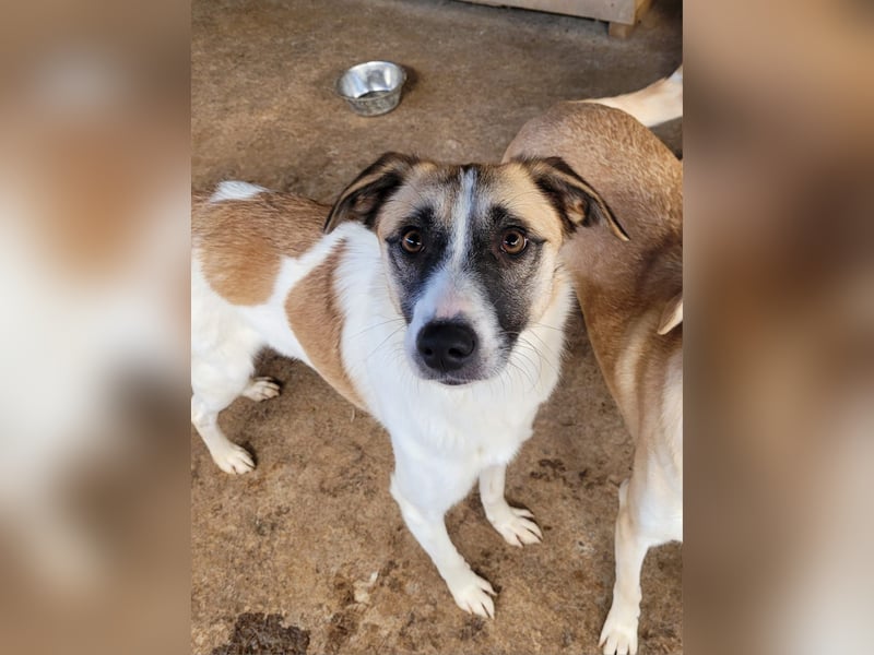 Marrone, 3 ½ jähriges Mädel, SH ca. 53 cm, freundlich, aufgeschlossen, verschmust, spielt gerne