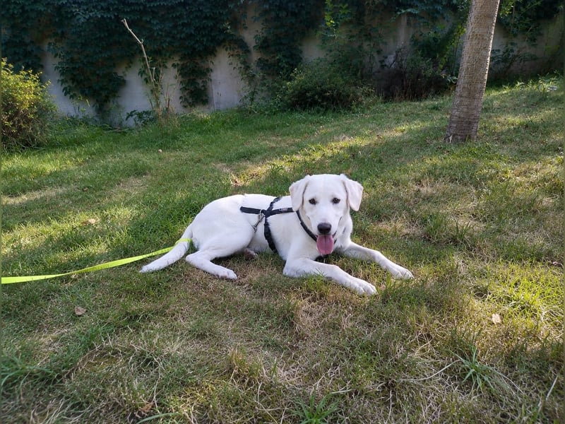Luna, Hündin, *ca. 1.4.26. aktuell ca. 45cm, ca. 14 kg, sozial, menschenbezogen, neugierig, verspiel