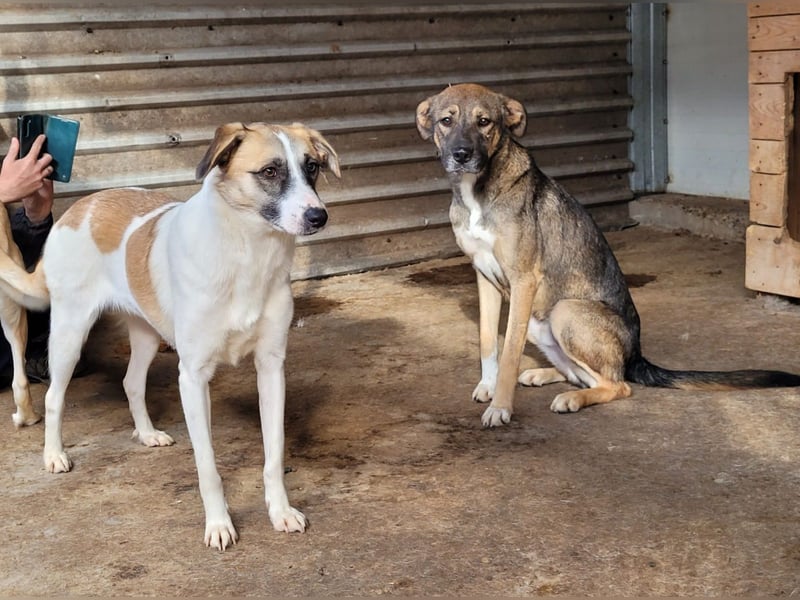 Marrone, 3 ½ jähriges Mädel, SH ca. 53 cm, freundlich, aufgeschlossen, verschmust, spielt gerne