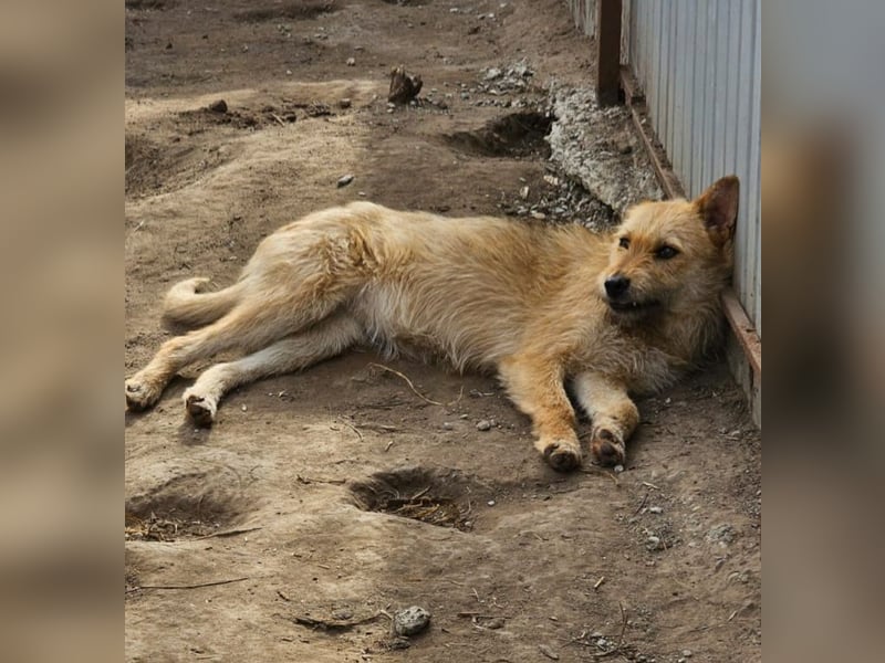 Denise, Mädel, *ca.23.02.2023, ca. mittelgroß, freundlich, verschmust, neugierig, sozial