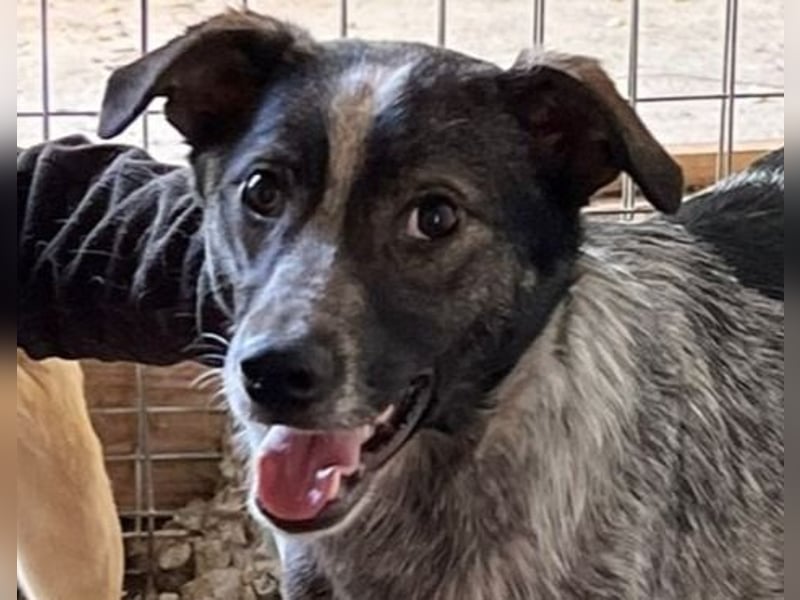 Xenon, fast 2-jähriger Jundhund, SH ca. mittelgroß, freundlich, neugierig, sozial