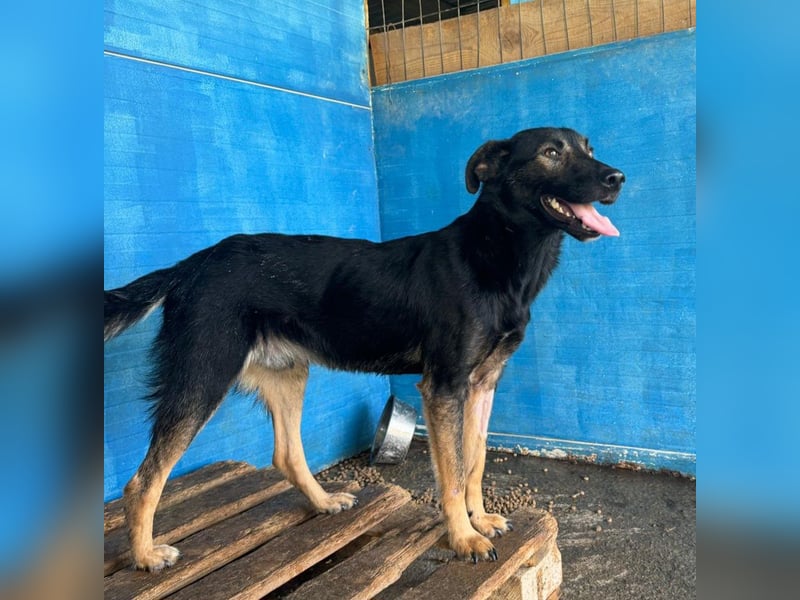 Assisi, Rüde, *ca. 03.01.2024, ca. mittelgroß, freundlich, warmherzig, neugierig, sozial