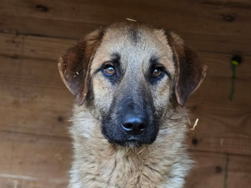Balu, Rüde, *ca. 25.09.2022, ca. mittelgroß, schüchtern, freundlich, sozial