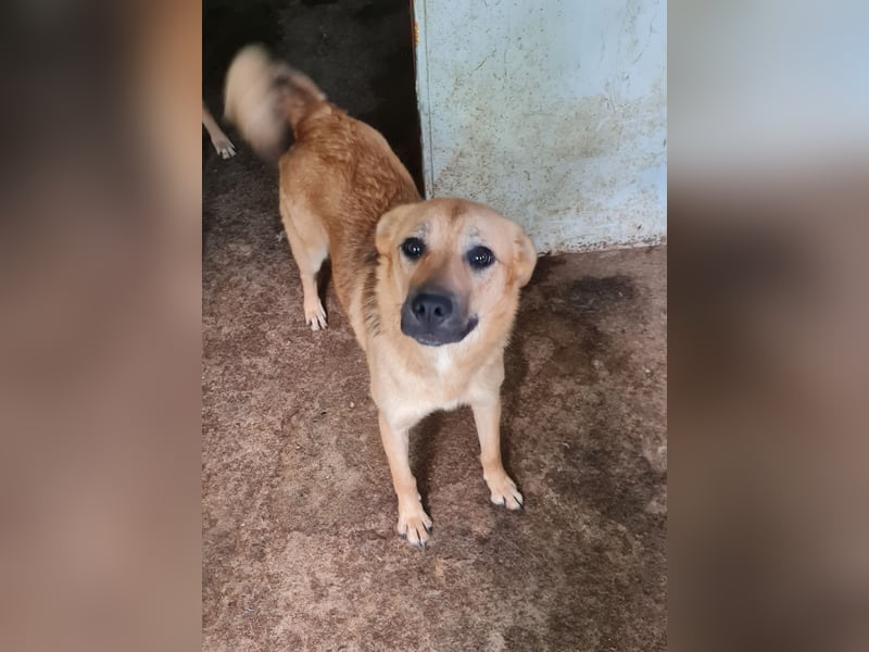 Rica, bald 2 jähriges Mädel, SH ca. mittelgroß, freundlich, sozial, aufgeweckt, verschmust