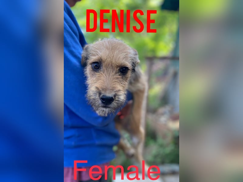 Denise, Mädel, *ca.23.02.2023, ca. mittelgroß, freundlich, verschmust, neugierig, sozial