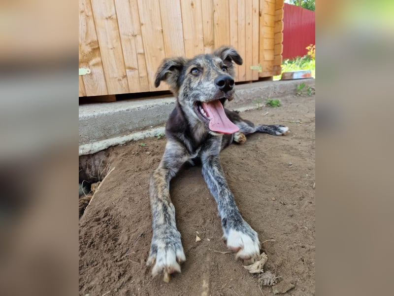 Anjo, 3Jahre 2 Monate alter Rüde, mittelgroß. freundlich, lustig, verspielt, aktiv