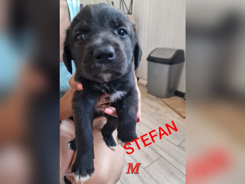 Stefan, Bub, *ca. 24.06.2022, ca. mittelgroß, sozial, verspielt, menschenbezogen