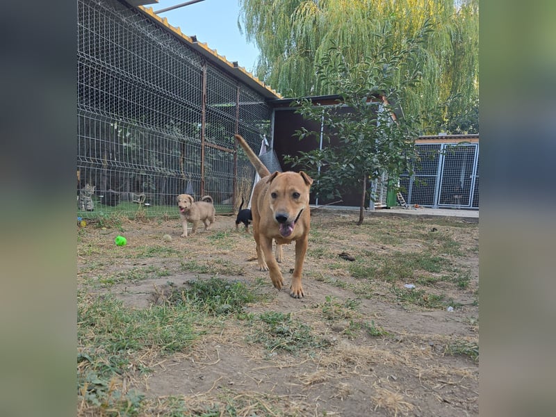 Ute, Hündin, *ca. 19.06.2023, ca. mittelgroß, aktiv, intelligent, interessiert