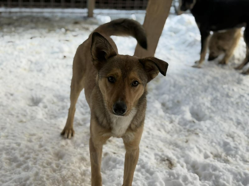 Snoopy von kettenlos