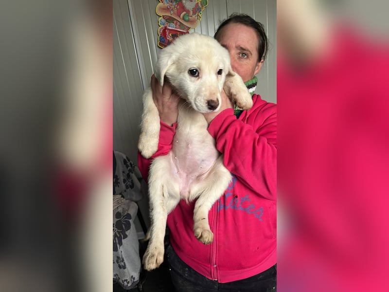 Lysandra von kettenlos