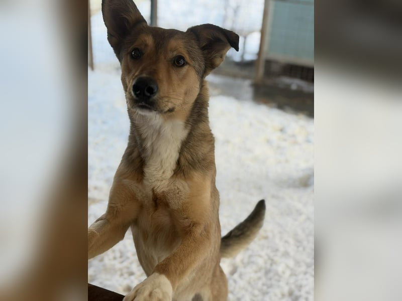 Snoopy von kettenlos