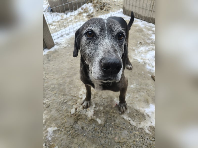 Sirius von kettenlos