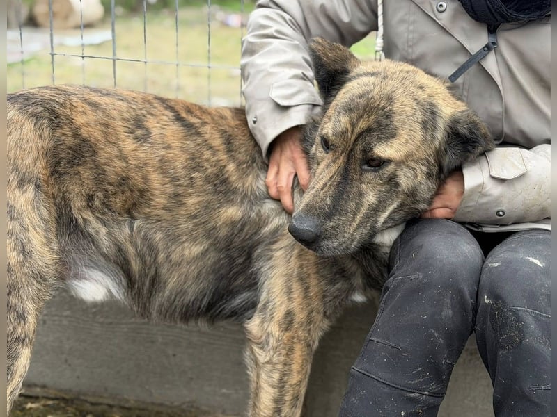 Maikan von kettenlos